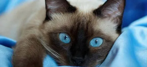 Yonne : les habitants de Tonnerre demandent justice après la mort...