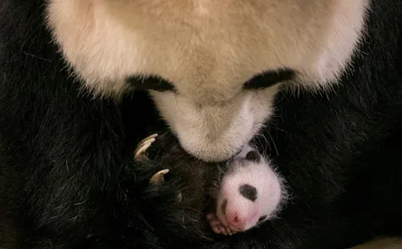 Un mois tout rond pour Mini Yuan Zi !