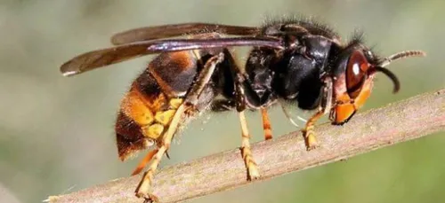 Gare aux frelons asiatiques chez nous !