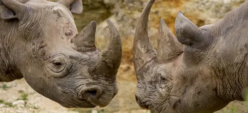 Bientôt la naissance d'un rhinocéros noir au Bioparc de...