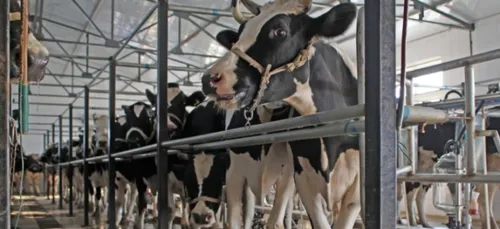 La ferme des 4000 vaches va-t-elle voir le jour en Bourgogne ?
