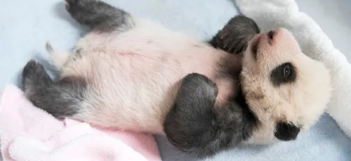 Zoo de Beauval : des nouvelles du bébé panda Mini Yuan Zi (vidéo)
