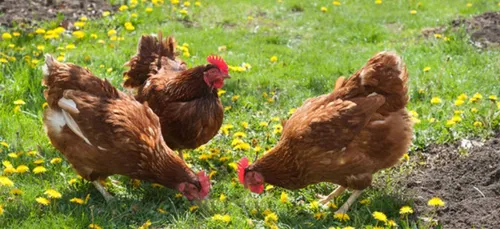 Berry : des poules à l’école de Bannegon !