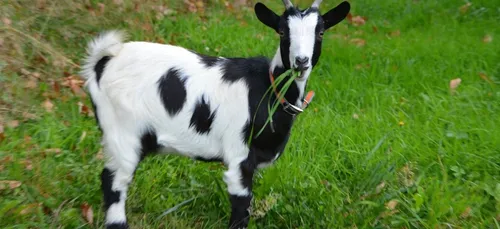 Louer des chèvres pour tondre sa pelouse, c’est possible !