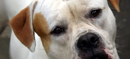 Yonne : un homme gravement blessé par des chiens