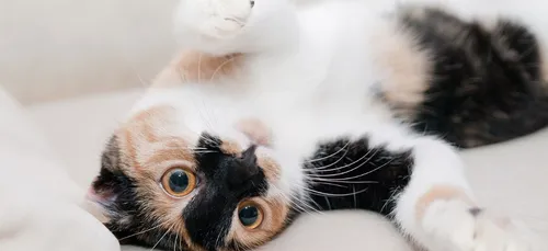 Lancement de campagnes de stérilisation des chats dans l’Yonne