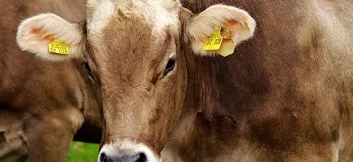 Orléans : l’Open Agrifood a ouvert ses portes ce mercredi