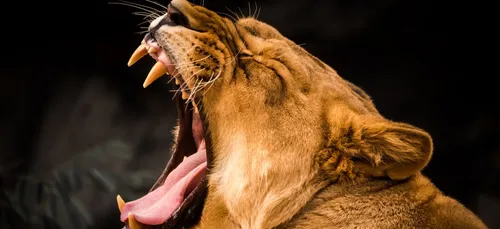 Allier : des recrutements en masse au parc animalier !