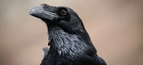 Affaire Grégory : un nouveau corbeau tourmente la justice