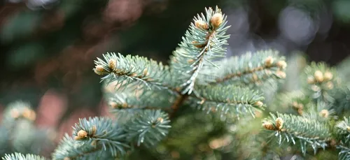 Le sapin de Noël de l'Elysée vient de la Nièvre !