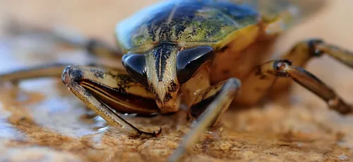Loiret : un refuge pour demandeurs d'asile infesté de cafards !