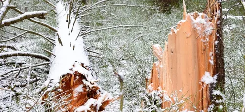 Tempête Ana : des milliers de foyers privés d'électricité