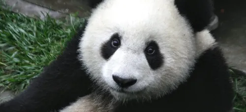 Emploi : le Zoo de Beauval recrute !