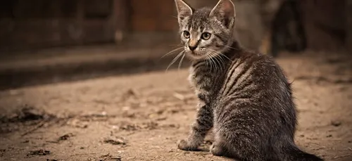Sarthe : un chaton prend le train jusqu'au Mans !