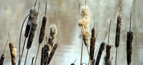 Loiret : un corps découvert dans un étang