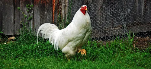 Sarthe : LDC veut s’agrandir