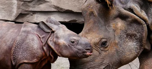 Un bébé rhinocéros au ZooParc de Beauval !
