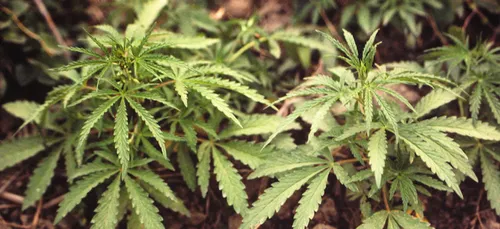 Indre : du cannabis dans le plat de poisson