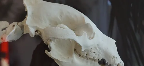 Un squelette d'ours vieux de 200 000 ans à Azé !