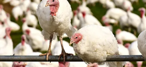 Chemillé : abattage prévu pour les dindes victimes de grippe aviaire