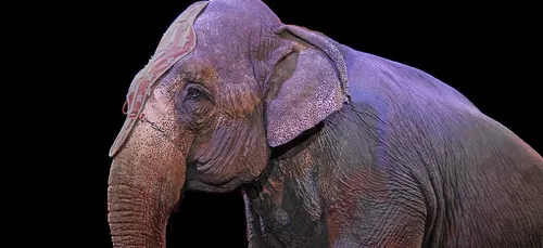 Mobilisation contre les cirques au Mans !