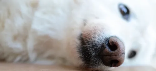 Angers : il tente de mettre fin à ses jours et tue le chien de sa...