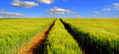 Agriculture : la nouvelle carte des zones défavorisées dévoilée