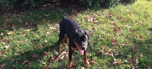 Deux chiens bientôt piqués en Maine-et-Loire ?