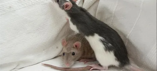 Des rats avaient élu domicile dans des vêtements pour bébé au...