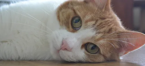 Bourges : bientôt un bar à chats en centre-ville ?