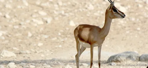 Zoo de Beauval : on connaît enfin le nom du dernier né !