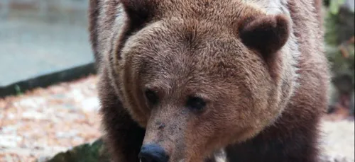 L’ourse Gogol s’est éteinte au zooparc de Beauval