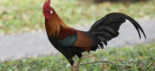 Volailler Doux : un repreneur dans la Sarthe !