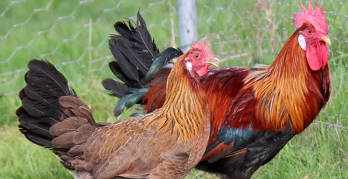 Sarthe : et si vous deveniez éleveur de poules pour " Loué " ?