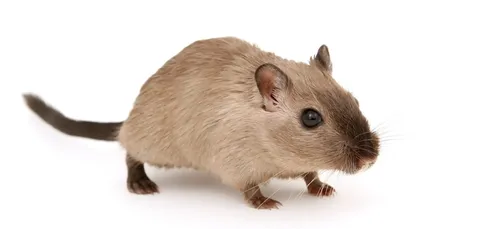 Le Mans : une fillette assure avoir été mordue par un gros rat