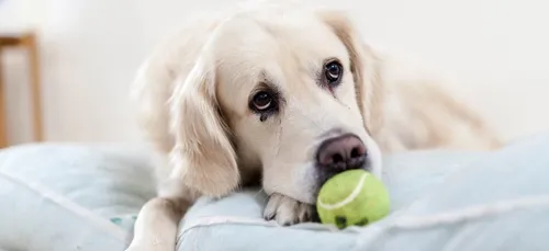 Yonne : une pétition pour faire fermer un élevage de chiens !