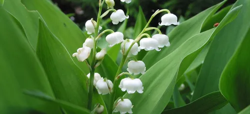 Yonne : il se perd en cherchant du muguet et marche 40 km