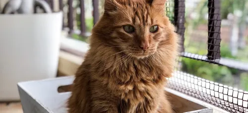 Bourges : le projet de bar à chats avance !