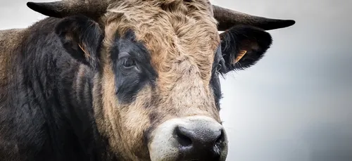 Indre-et-Loire : un agriculteur tué par son taureau