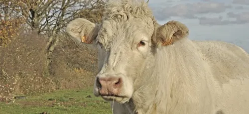 Nièvre : un éleveur poursuivi pour maltraitance animale
