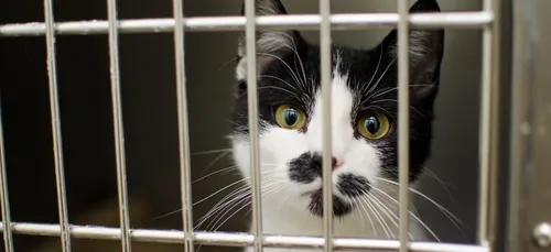 Cholet : la SPA débordée !