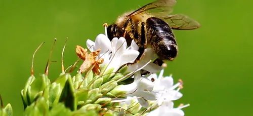 Il faut endiguer la mort des abeilles !