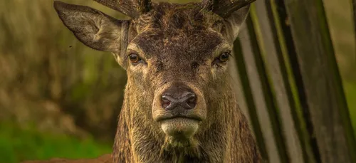 Collision avec un animal sauvage : qui paye quoi ?