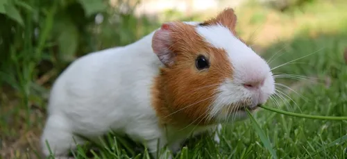 Sarthe : 200 cochons d'Inde recherchés !