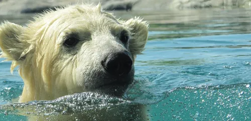 Zoo de la Flèche : l'ourse polaire est morte