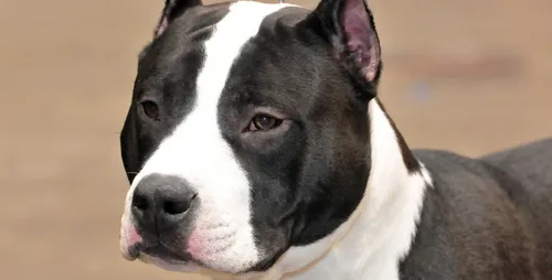 Yonne : la maîtresse des chiens dangereux a été arrêtée