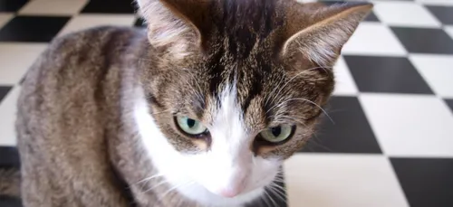 Indre-et-Loire : un chat décède après avoir mis le feu à l’appartement