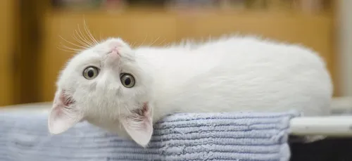 Sarthe : une association de protection des animaux a besoin de...