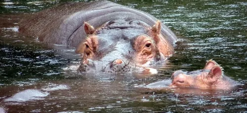 Zoo de la Flèche : un bébé hippopotame est né !