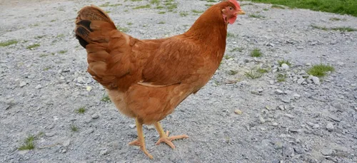 Maine-et-Loire : il volait des poules et les revendait sur Internet